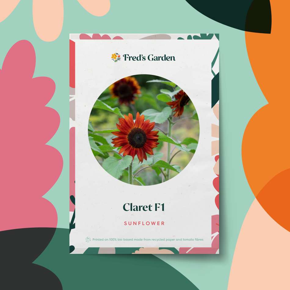 Solros 'Claret F1' (frö)